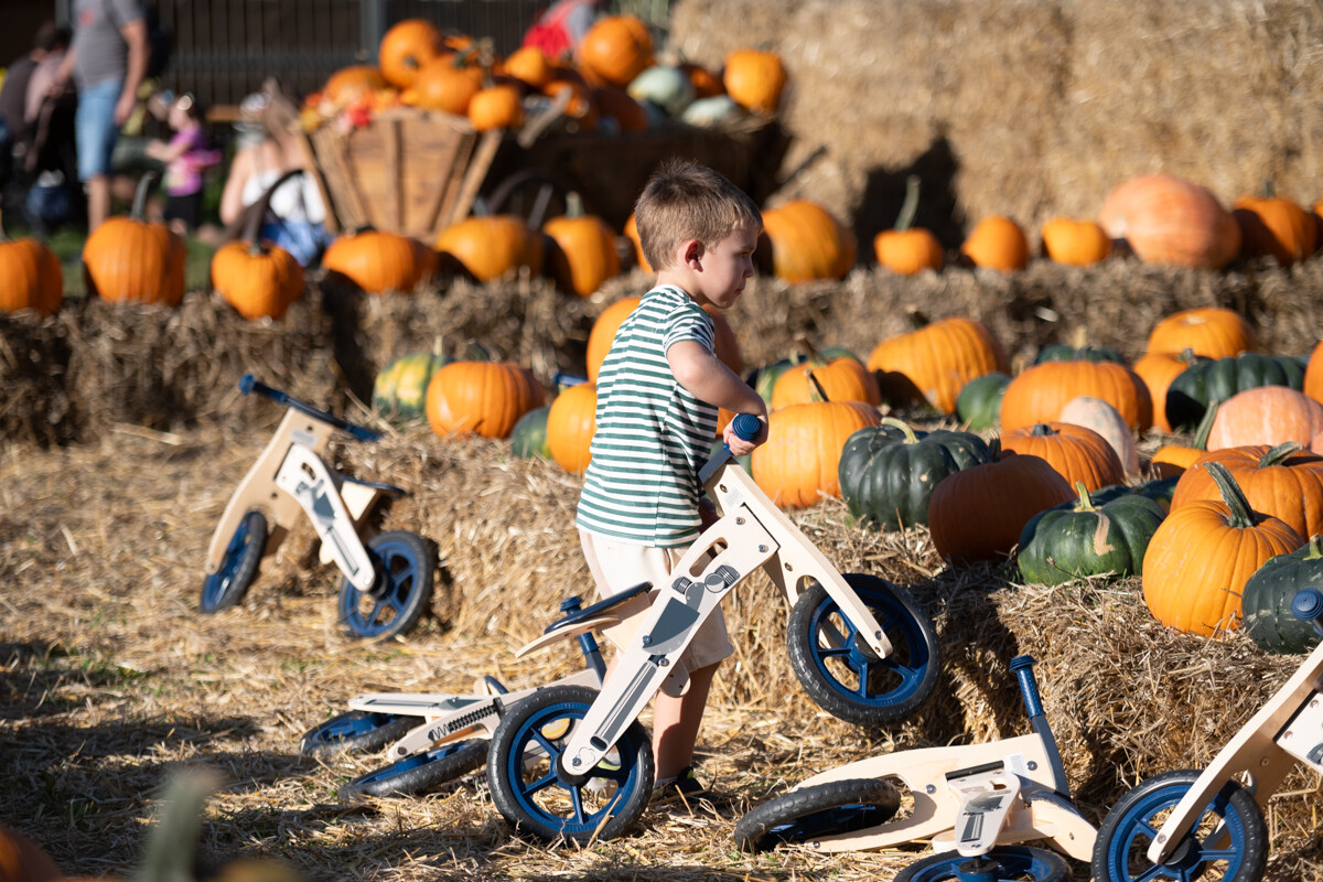 W mieście pojawiła się kolorowa farma dyniowa! / fot. Marek Faber