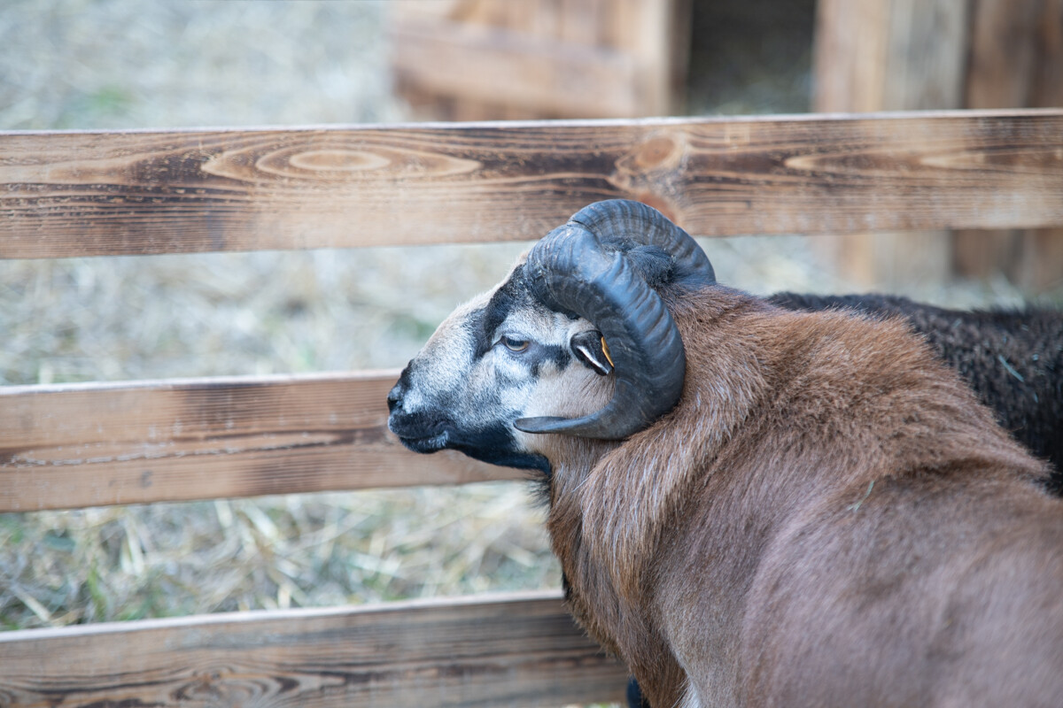 W mieście pojawiła się kolorowa farma dyniowa! / fot. Marek Faber