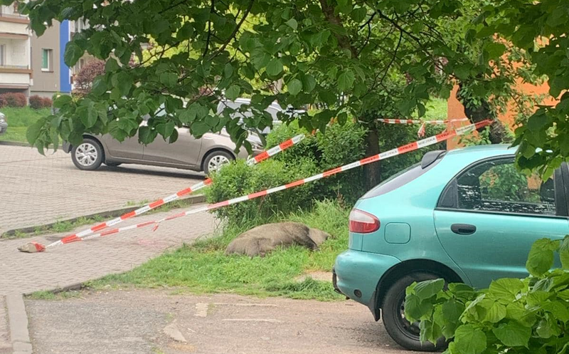 Groźna sytuacja w Halembie. Odstrzał dzika mógł skończyć się tragedią!