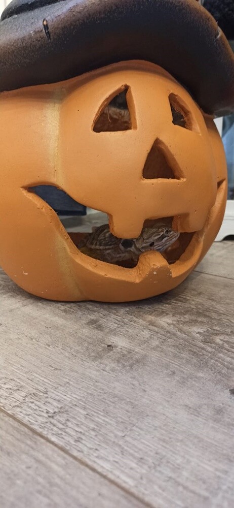 Duchy wszędzie, dynie wszędzie - co to będzie, co to będzie? Halloween to okazja do świetnej zabawy. Zobaczcie jak 31 października bawili się nasi czytelnicy!