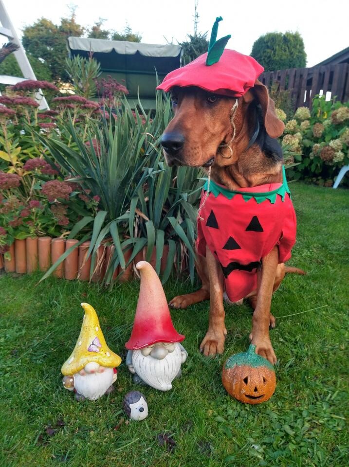 Halloween 2023 już za nami! Zobaczcie, jak świętowali to wydarzenie nasi czytelnicy!