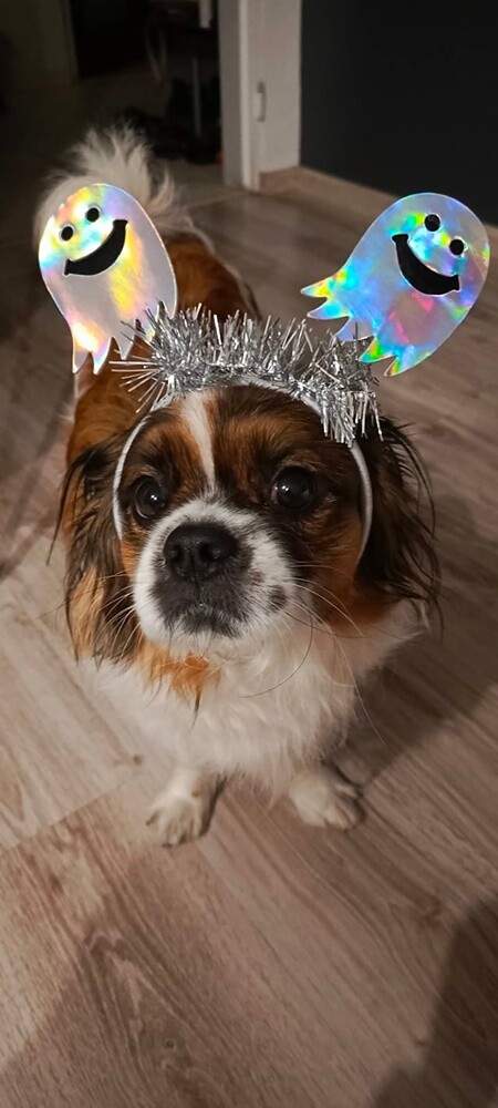 Halloween. / fot. Czytelnicy