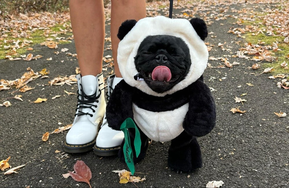 Halloween. / fot. Czytelnicy