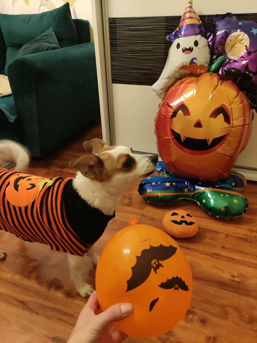 Halloween w Rudzie Śląskiej już za nami! Zobaczcie zdjęcia naszych Czytelników