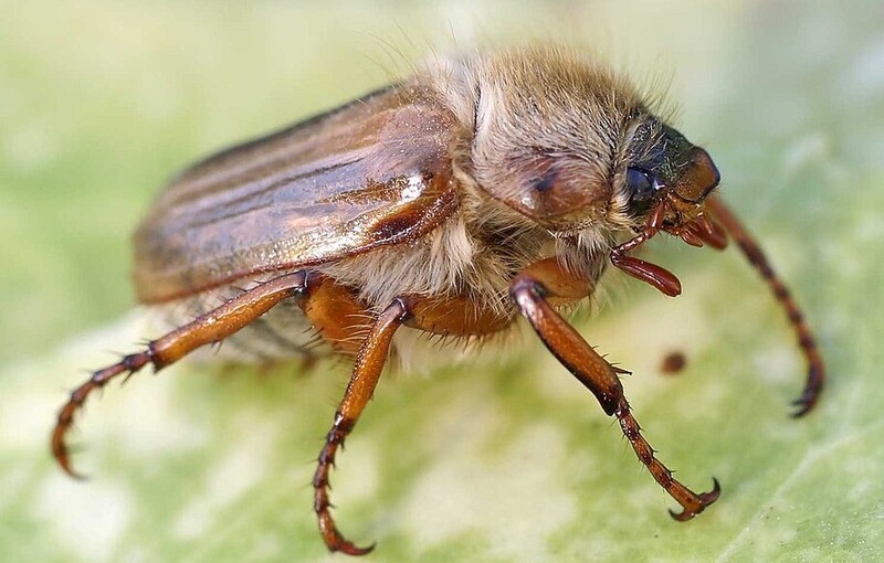 Inwazja guniaków czerwczyków trwa. Czy są szkodliwe?