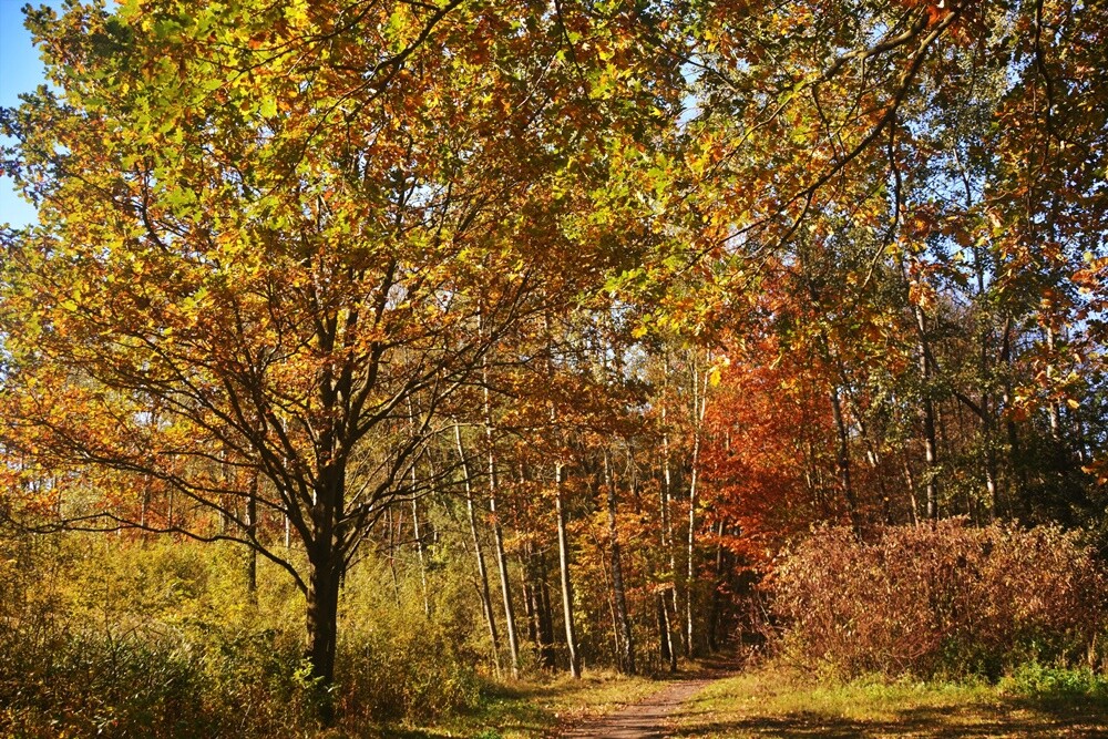 Jeżeli szukasz miejsca na spacer, z pełną odpowiedzialnością polecamy lasy w dzielnicy Halemba. Mieszkańcy okolicznych bloków chwalą sobie te tereny za wyjątkową ciszę i spokój.

fot. Jacek Knapik