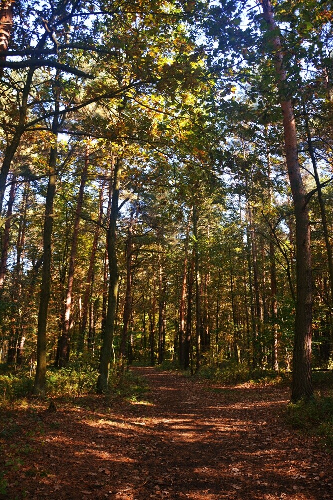 Jeżeli szukasz miejsca na spacer, z pełną odpowiedzialnością polecamy lasy w dzielnicy Halemba. Mieszkańcy okolicznych bloków chwalą sobie te tereny za wyjątkową ciszę i spokój.

fot. Jacek Knapik