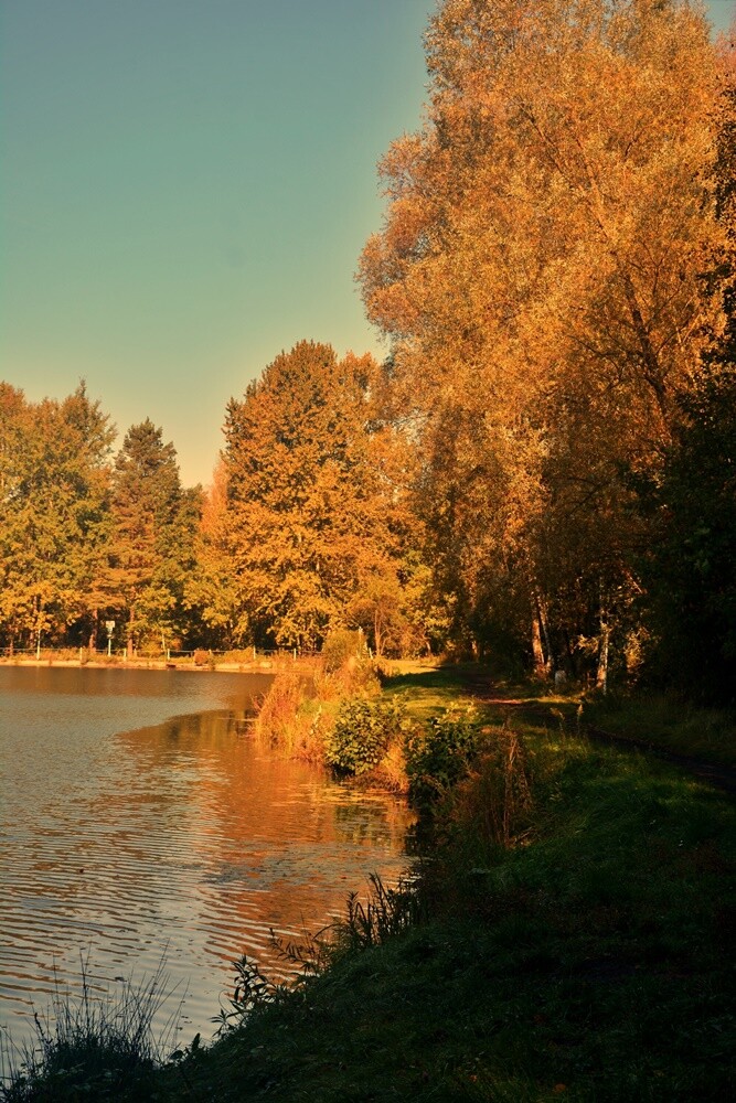 Jeżeli szukasz miejsca na spacer, z pełną odpowiedzialnością polecamy lasy w dzielnicy Halemba. Mieszkańcy okolicznych bloków chwalą sobie te tereny za wyjątkową ciszę i spokój.

fot. Jacek Knapik