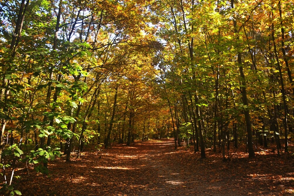 Jeżeli szukasz miejsca na spacer, z pełną odpowiedzialnością polecamy lasy w dzielnicy Halemba. Mieszkańcy okolicznych bloków chwalą sobie te tereny za wyjątkową ciszę i spokój.

fot. Jacek Knapik