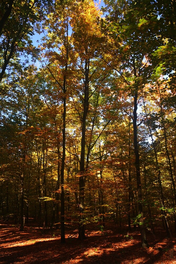 Jeżeli szukasz miejsca na spacer, z pełną odpowiedzialnością polecamy lasy w dzielnicy Halemba. Mieszkańcy okolicznych bloków chwalą sobie te tereny za wyjątkową ciszę i spokój.

fot. Jacek Knapik