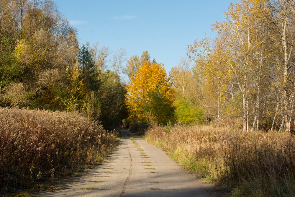 Jesień w lesie. / fot. Marek Faber