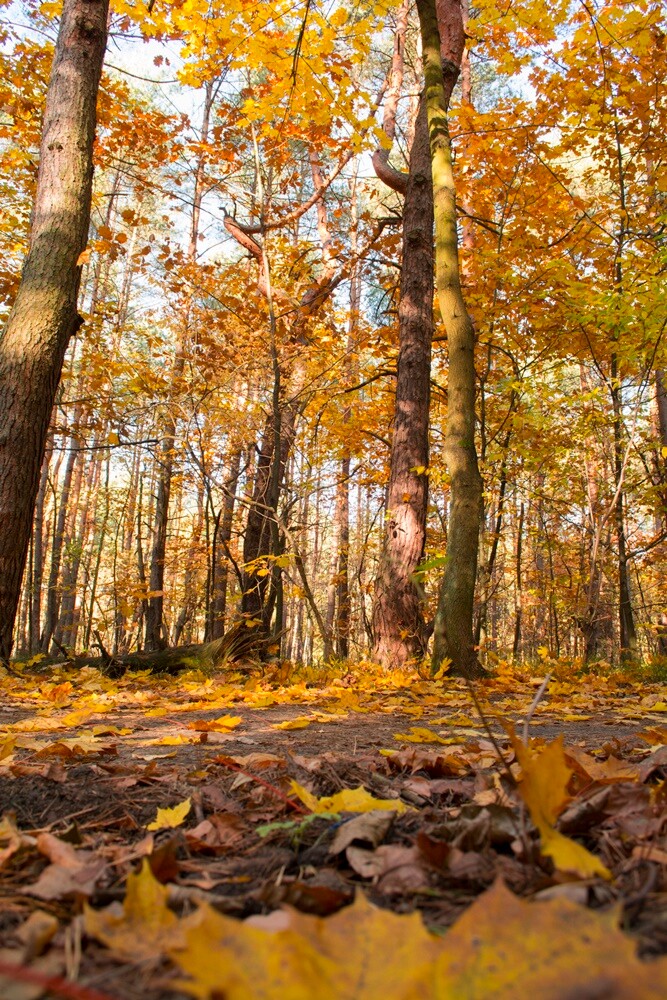 Jesień w lesie. / fot. Marek Faber