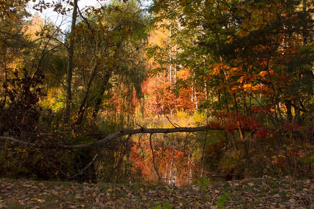Jesień w lesie. / fot. Marek Faber