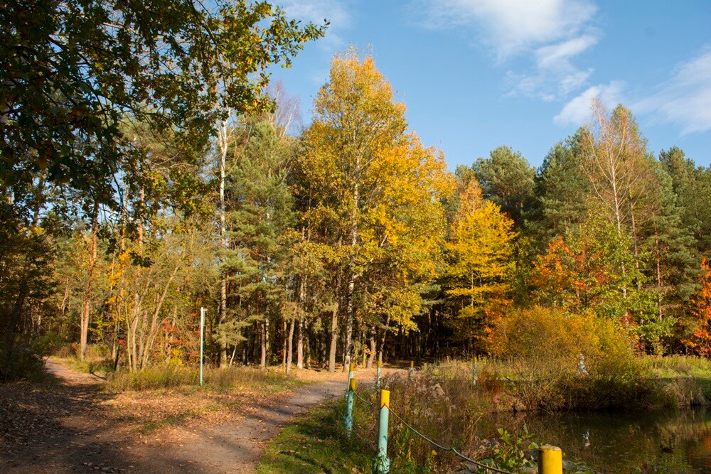 Jesień w lesie. / fot. Marek Faber