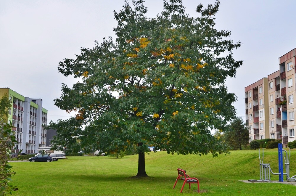 Rudzki fotograf Jacek Knapik wybrał się na wycieczkę po Rudzie Śląskiej w poszukiwaniu złotej rudzkiej jesieni. Zobacz, co uchwycił w swoim obiektywie.

fot. Jacek Knapik