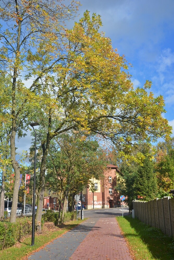 Fotograf Jacek Knapik wybrał się na wycieczkę po Rudzie Śląskiej w poszukiwaniu złotej rudzkiej jesieni.