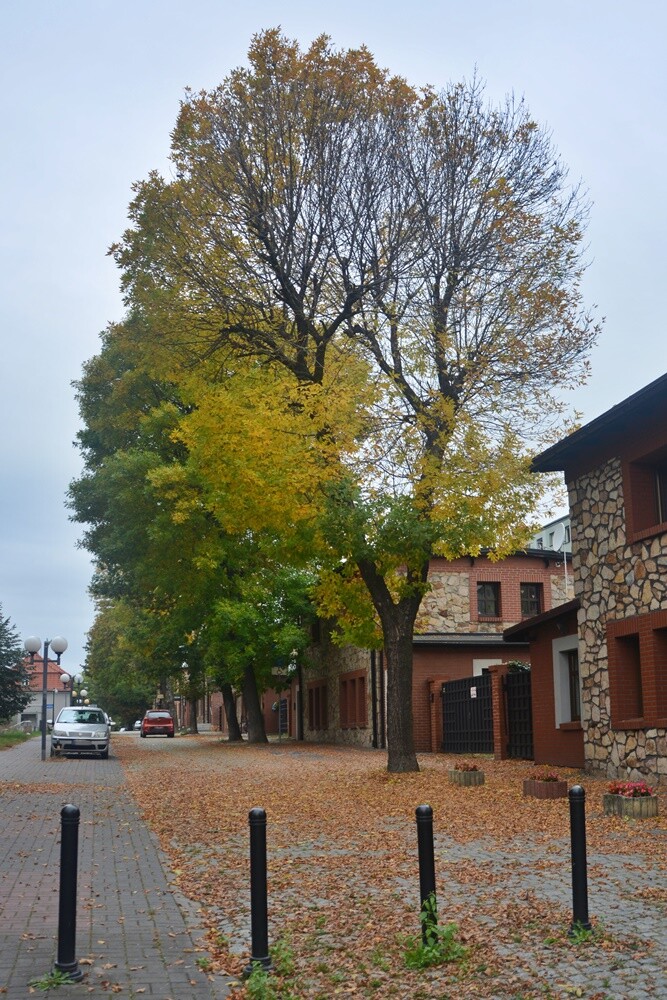 Fotograf Jacek Knapik wybrał się na wycieczkę po Rudzie Śląskiej w poszukiwaniu złotej rudzkiej jesieni.