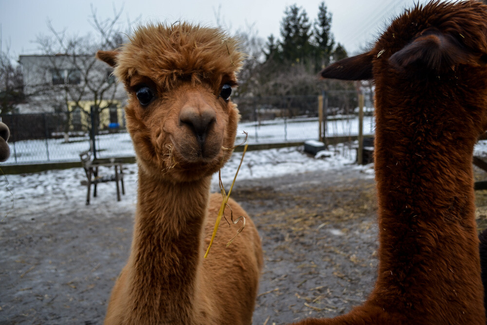 Na miejscu powitała nas Dominika Kawecka, która prowadzi hodowlę razem z mężem oraz... stadko ciekawskich stworzeń, łasych na ludzką atencję oraz... marchewkę.
