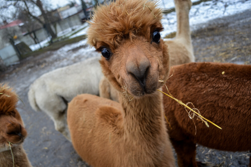 Na miejscu powitała nas Dominika Kawecka, która prowadzi hodowlę razem z mężem oraz... stadko ciekawskich stworzeń, łasych na ludzką atencję oraz... marchewkę.