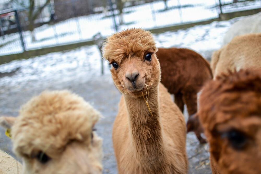 Na miejscu powitała nas Dominika Kawecka, która prowadzi hodowlę razem z mężem oraz... stadko ciekawskich stworzeń, łasych na ludzką atencję oraz... marchewkę.
