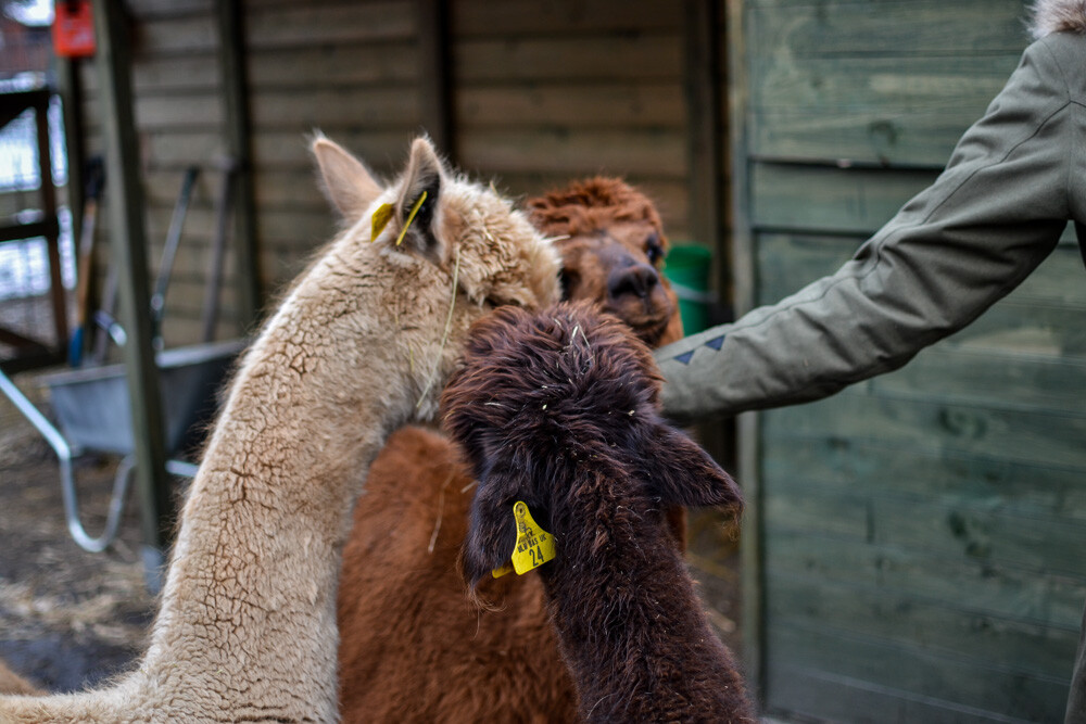 Na miejscu powitała nas Dominika Kawecka, która prowadzi hodowlę razem z mężem oraz... stadko ciekawskich stworzeń, łasych na ludzką atencję oraz... marchewkę.