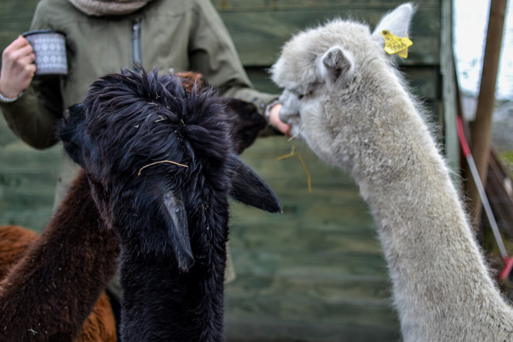 Na miejscu powitała nas Dominika Kawecka, która prowadzi hodowlę razem z mężem oraz... stadko ciekawskich stworzeń, łasych na ludzką atencję oraz... marchewkę.