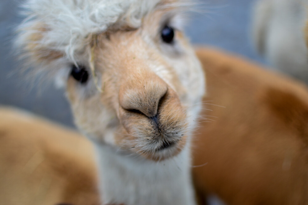 Na miejscu powitała nas Dominika Kawecka, która prowadzi hodowlę razem z mężem oraz... stadko ciekawskich stworzeń, łasych na ludzką atencję oraz... marchewkę.