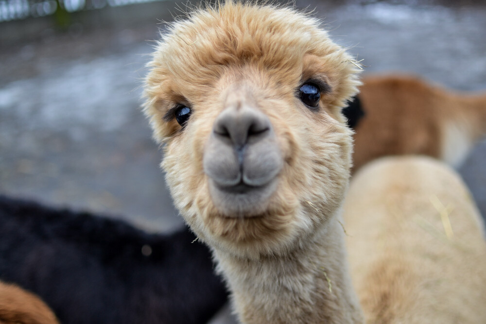 Na miejscu powitała nas Dominika Kawecka, która prowadzi hodowlę razem z mężem oraz... stadko ciekawskich stworzeń, łasych na ludzką atencję oraz... marchewkę.