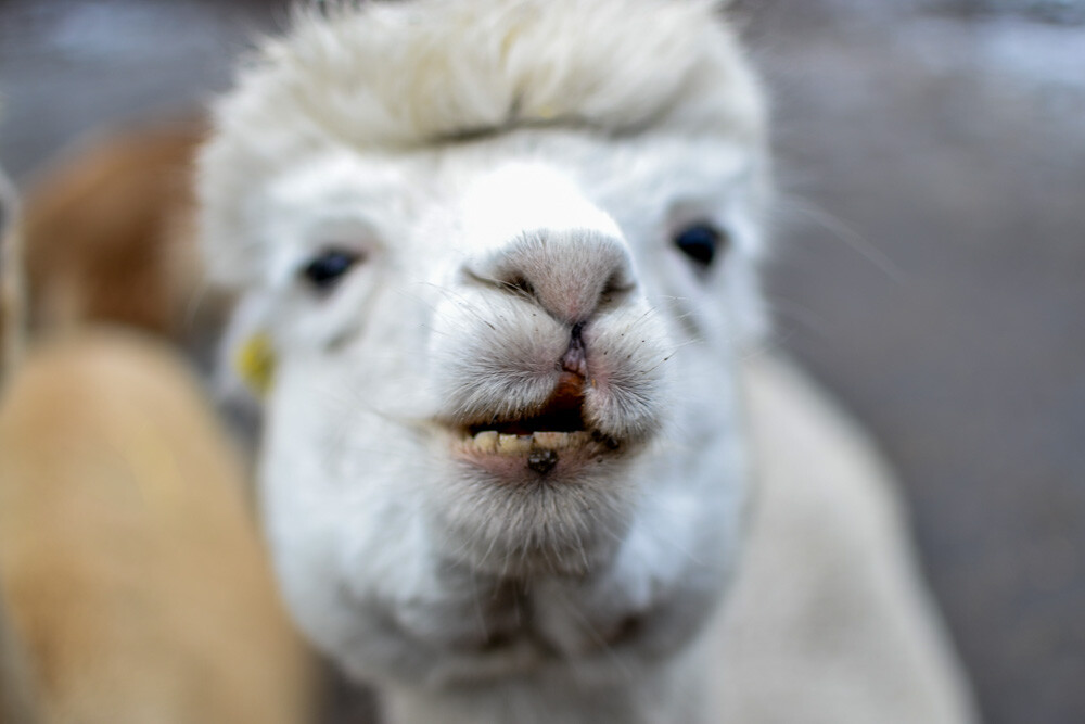 Na miejscu powitała nas Dominika Kawecka, która prowadzi hodowlę razem z mężem oraz... stadko ciekawskich stworzeń, łasych na ludzką atencję oraz... marchewkę.