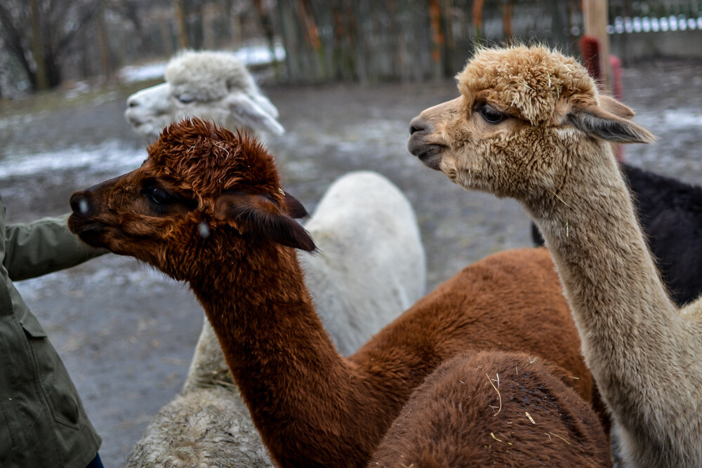 Na miejscu powitała nas Dominika Kawecka, która prowadzi hodowlę razem z mężem oraz... stadko ciekawskich stworzeń, łasych na ludzką atencję oraz... marchewkę.