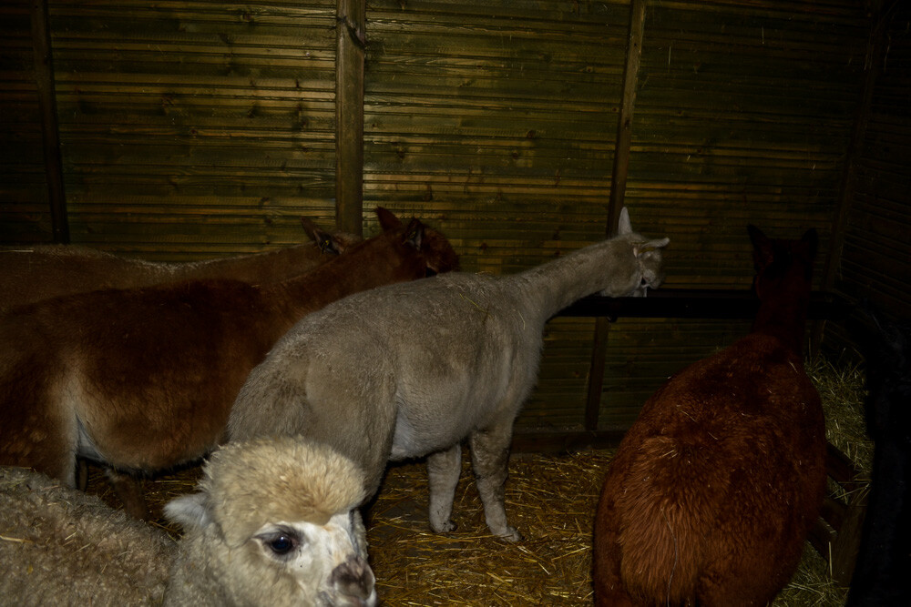 Na miejscu powitała nas Dominika Kawecka, która prowadzi hodowlę razem z mężem oraz... stadko ciekawskich stworzeń, łasych na ludzką atencję oraz... marchewkę.