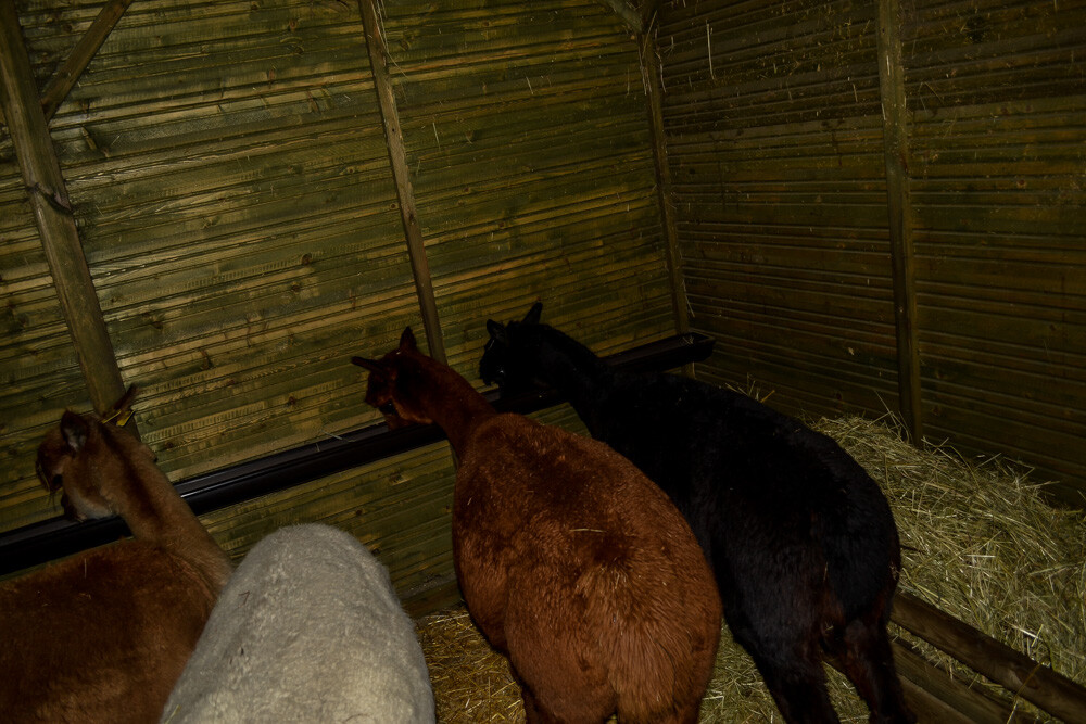 Na miejscu powitała nas Dominika Kawecka, która prowadzi hodowlę razem z mężem oraz... stadko ciekawskich stworzeń, łasych na ludzką atencję oraz... marchewkę.