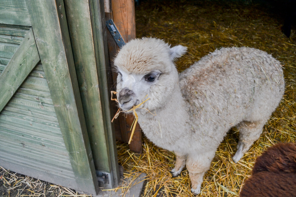 Na miejscu powitała nas Dominika Kawecka, która prowadzi hodowlę razem z mężem oraz... stadko ciekawskich stworzeń, łasych na ludzką atencję oraz... marchewkę.