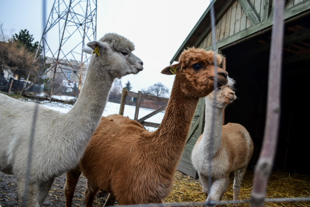 Na miejscu powitała nas Dominika Kawecka, która prowadzi hodowlę razem z mężem oraz... stadko ciekawskich stworzeń, łasych na ludzką atencję oraz... marchewkę.