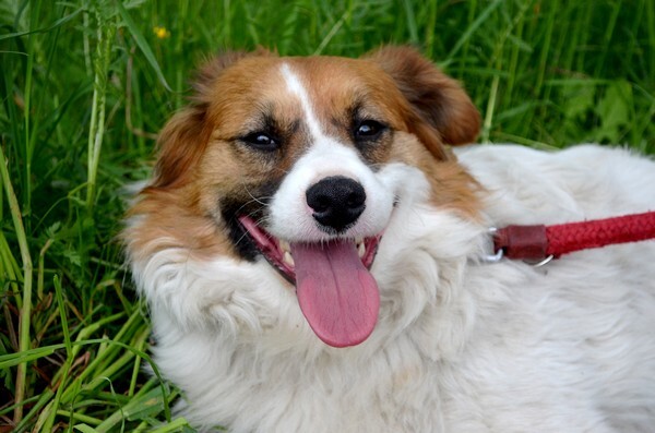 Karolek - Adoptowany!