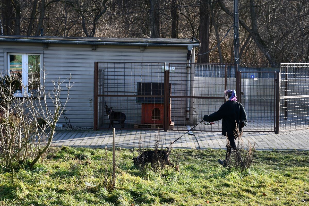 Przez cały weekend 21-22 grudnia w Schronisku dla Zwierząt TOZ "Fauna" organizowany jest kiermasz Świąteczny!