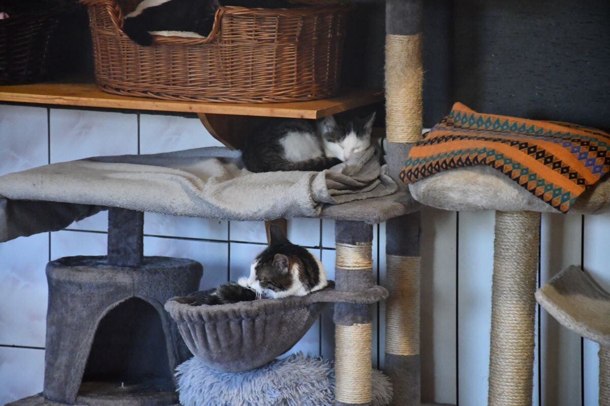 Przez cały weekend 21-22 grudnia w Schronisku dla Zwierząt TOZ "Fauna" organizowany jest kiermasz Świąteczny!