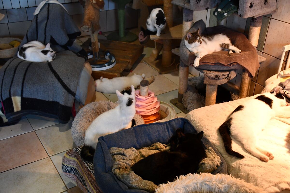 Przez cały weekend 21-22 grudnia w Schronisku dla Zwierząt TOZ "Fauna" organizowany jest kiermasz Świąteczny!