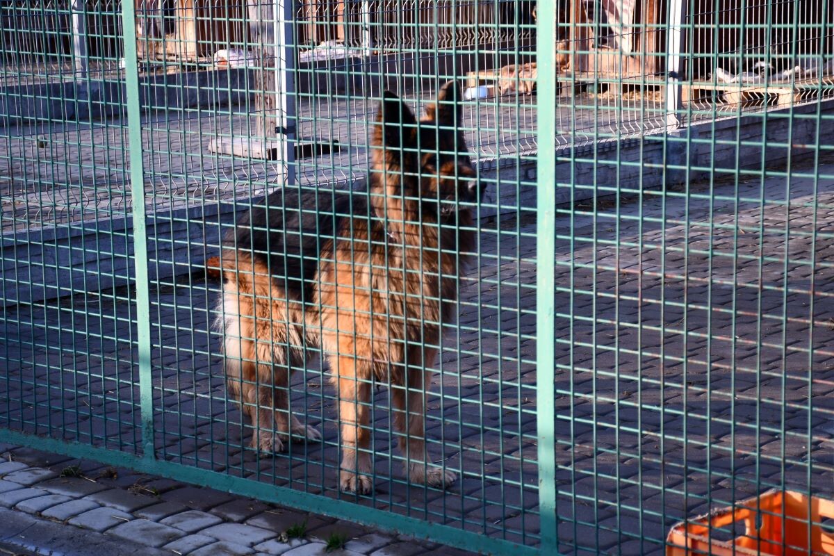 Przez cały weekend 21-22 grudnia w Schronisku dla Zwierząt TOZ "Fauna" organizowany jest kiermasz Świąteczny!