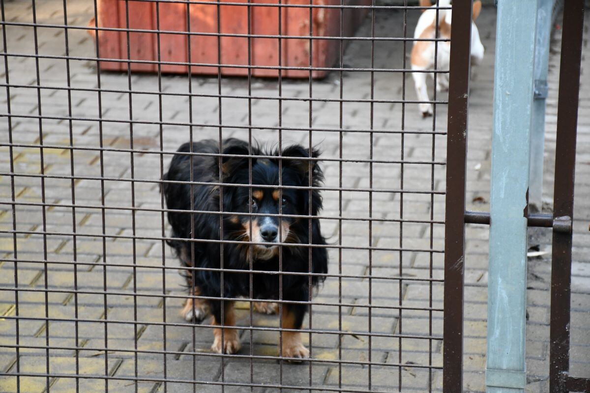 Przez cały weekend 21-22 grudnia w Schronisku dla Zwierząt TOZ "Fauna" organizowany jest kiermasz Świąteczny!