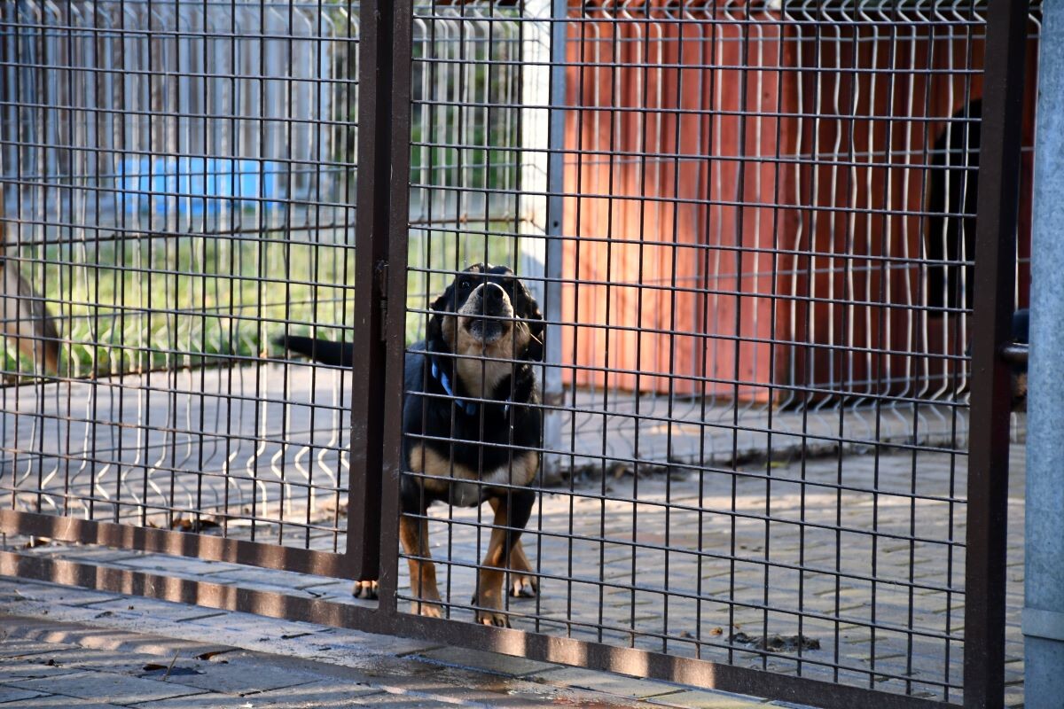 Przez cały weekend 21-22 grudnia w Schronisku dla Zwierząt TOZ "Fauna" organizowany jest kiermasz Świąteczny!