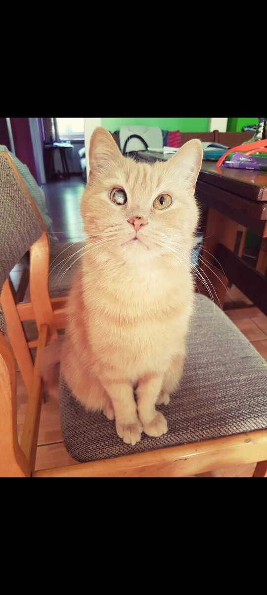 Kicia lat 13
dzielnica: Orzegów