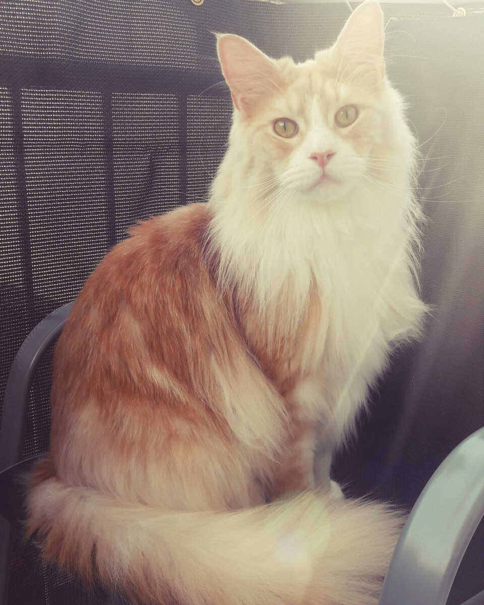 Ptyś jest pieściochem, lubi się bawić, mruczy głośno, ma siostrę bez której żyć nie może. 
dzielnica: Wirek 