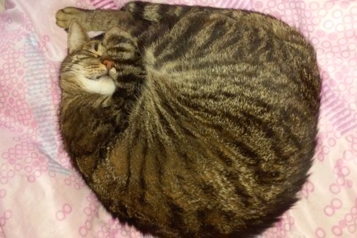 Kot Maciej ćwiczy jogę podczas snu
dzielnica: Kochłowice