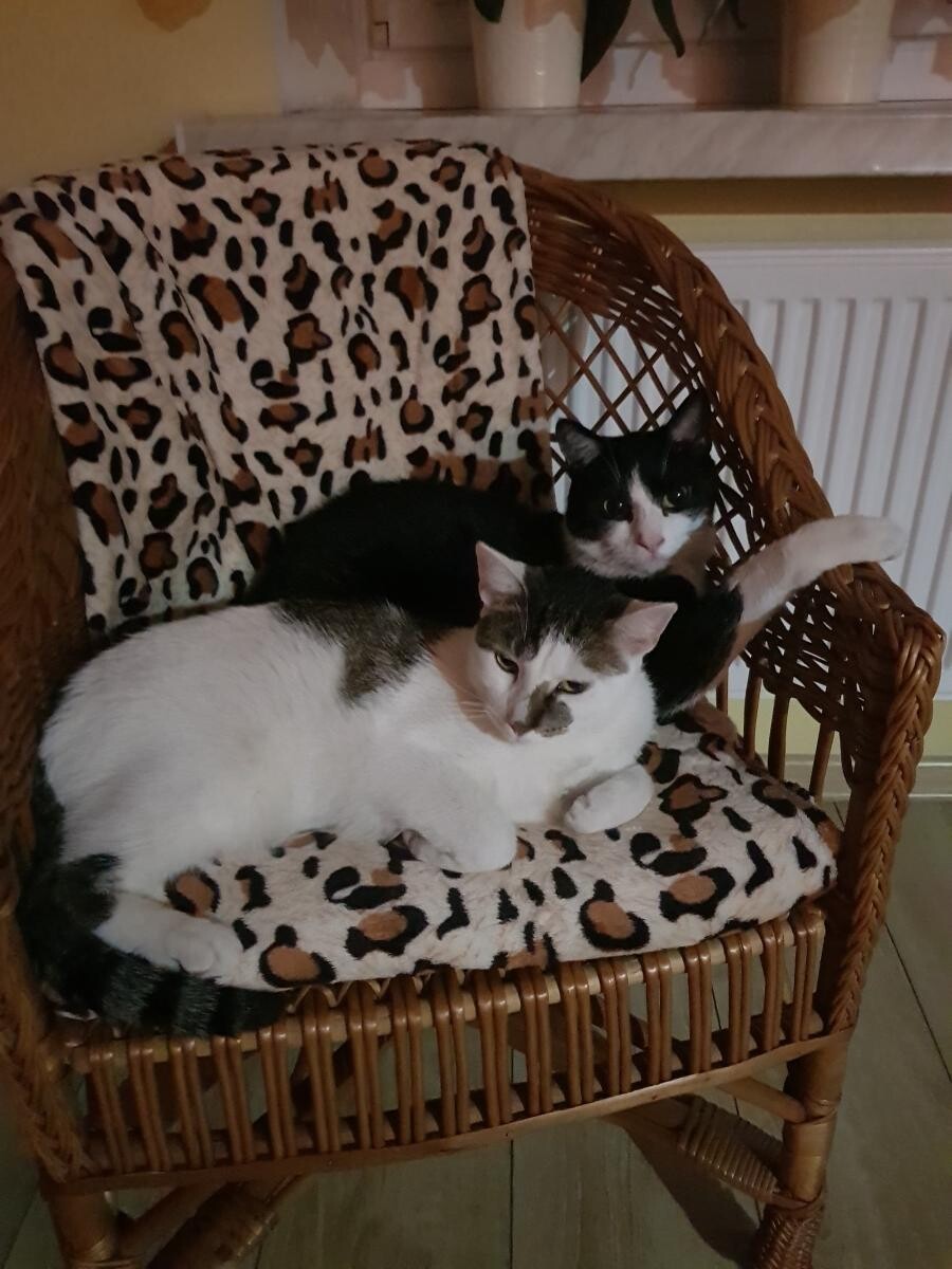 Moje kudłacze Charlie i Dyzio 
dzielnica: Nowy Bytom 