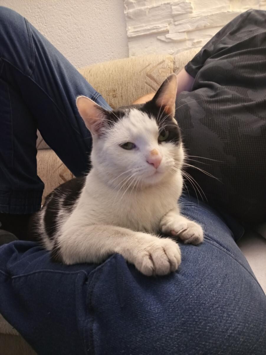 Kot nazywa sie korek

dzielnica: Ruda