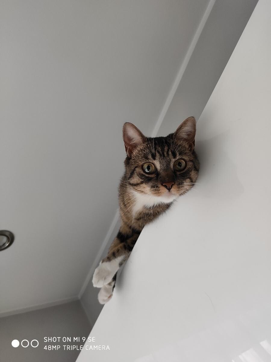 Słodka kociczka Majka
dzielnica: Wirek