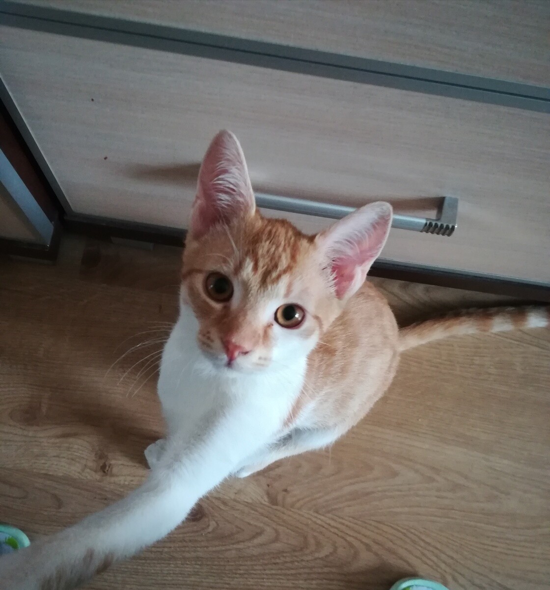 6-cio miesięczny Simbuś rasy Europejskiej 
Dzielnica: Ruda Śląska