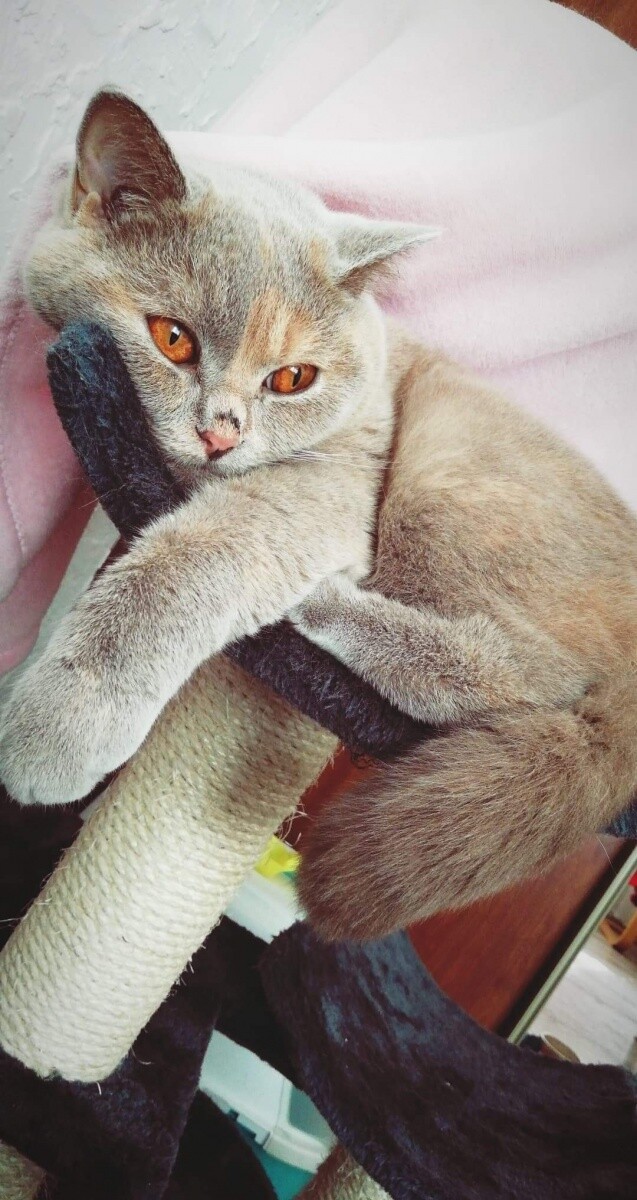 Kotka Uzi :) 
dzielnica: Kochłowice