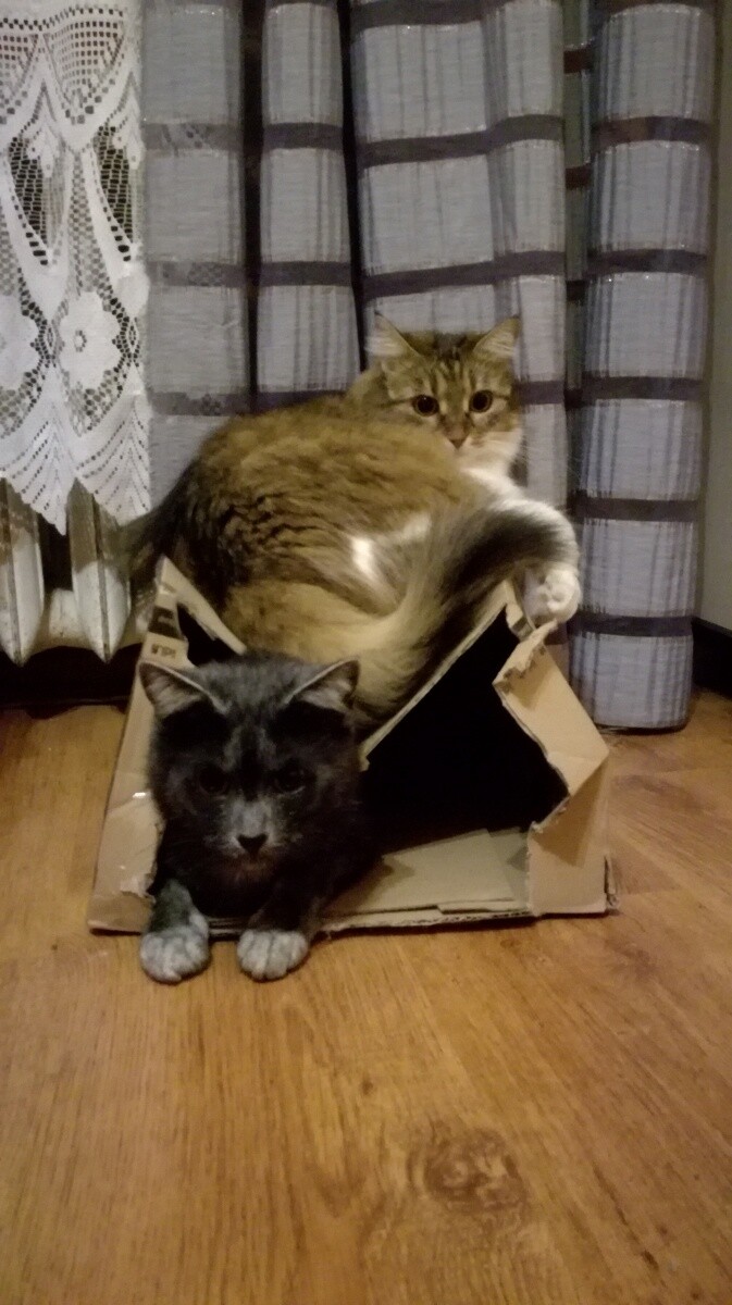 Jo żech chciała tam wlyź pieronie!  Maja&Rysiu                        
dzielnica: Halemba